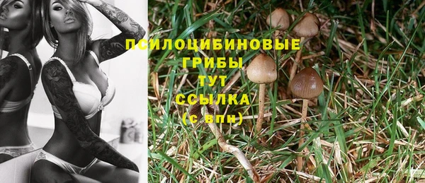 стаф Арсеньев